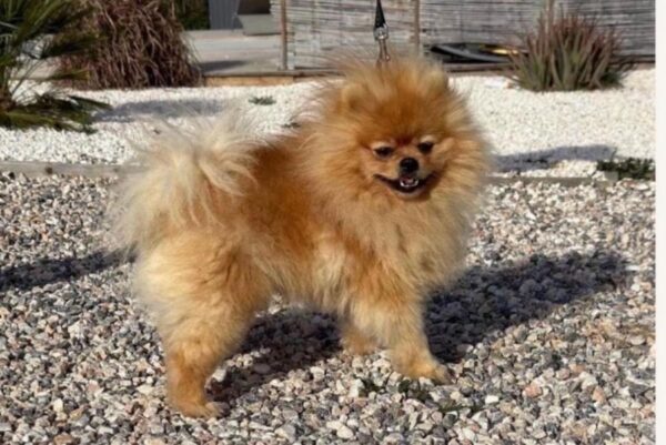 Spitz nain lof & type ourson &prestigieuse origine