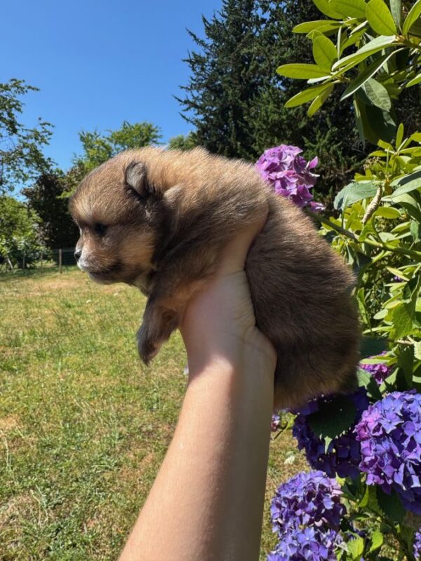 Spitz nain lof typé pomeranien