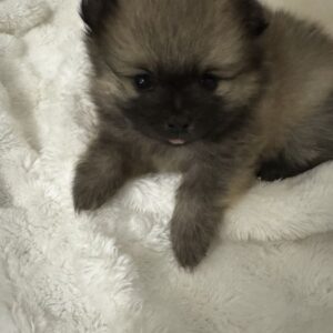 Spitz nain (loulou pomeranian)