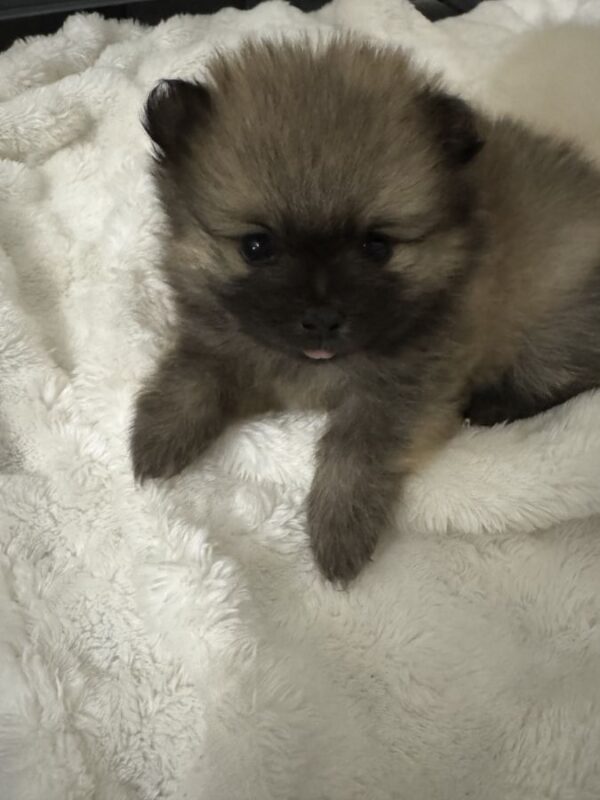 Spitz nain (loulou pomeranian)