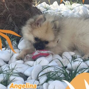 Spitz nain mini gabarit