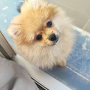 Spitz nain petit