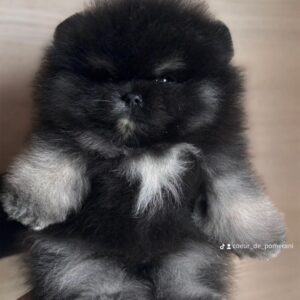 Spitz nain pomeranien merle