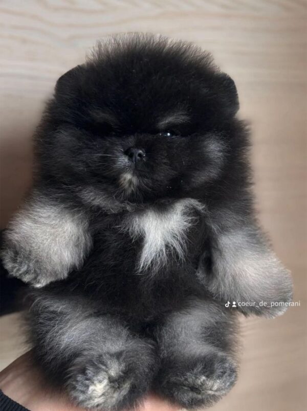 Spitz nain pomeranien merle