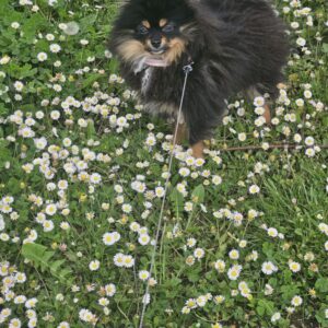 Spitz pomeranien nain