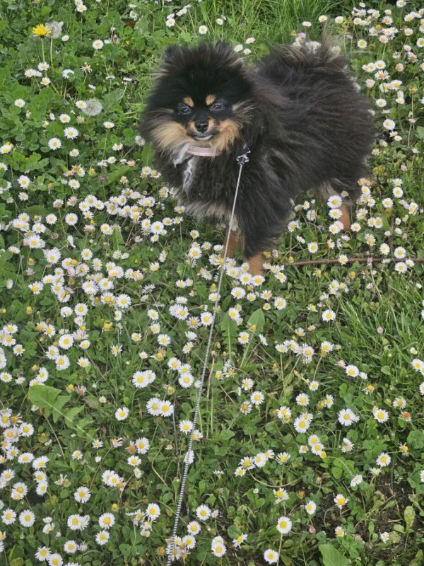 Spitz pomeranien nain