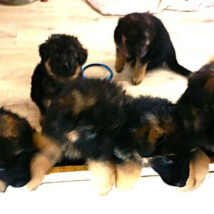 Splendide chiots berger allemand poils long, lof