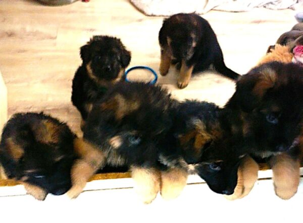 Splendide chiots berger allemand poils long, lof