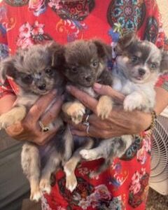 Splendides bb chihuahuas merle argenté