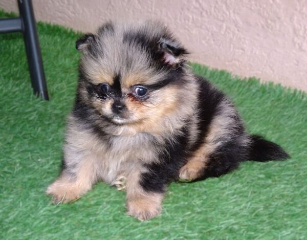 Chiots Spitz Nain Pomeranian – Le compagnon de vos rêves