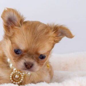 Sublimes chihuahuas poils longs