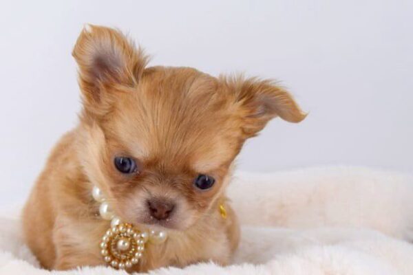 Sublimes chihuahuas poils longs