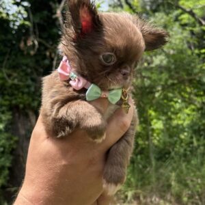 Sublimes chiot femelle type chihuahua
