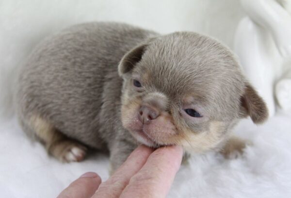 Sublimes chiots chihuahua mâles et femelles lof