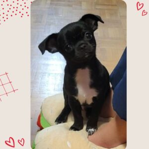 Superbe chiot chihuahua lof