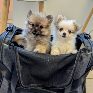 Superbes chiots spitz nain poméranien