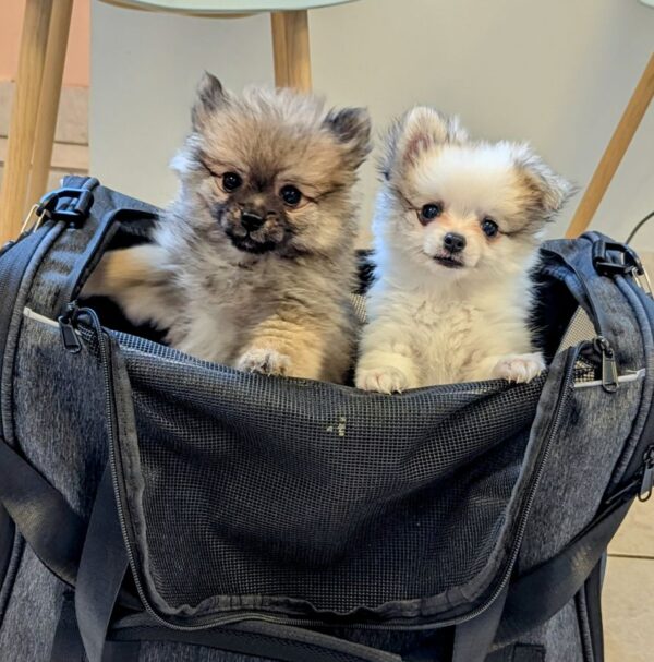 Superbes chiots spitz nain poméranien