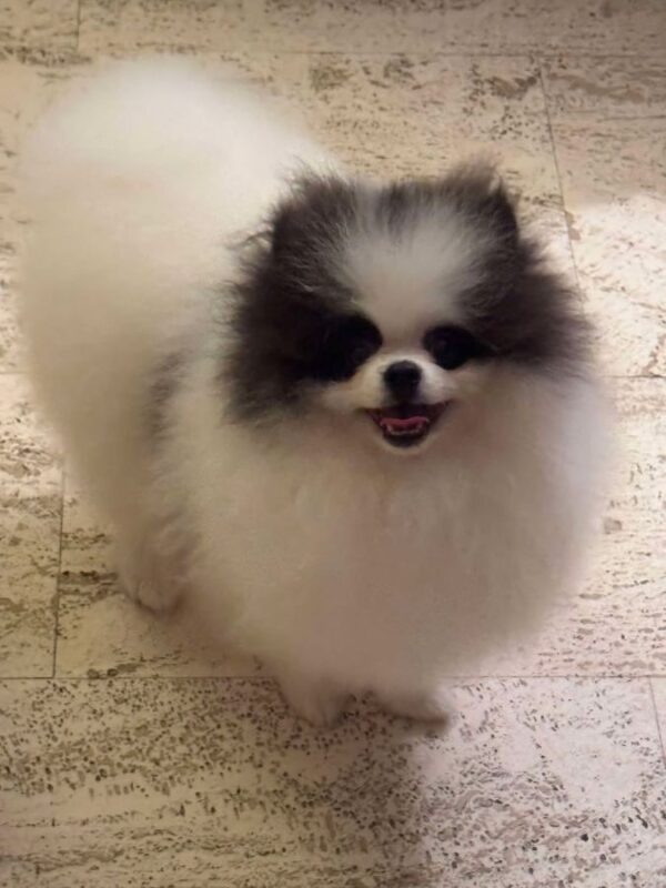 Teacup poméranien extramini mâle lignée biélorusse