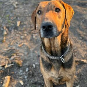 Thor ❤️ Un Chien Exceptionnel ! - 36000 - unCompagnon.fr