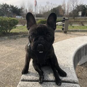 Tokyo À L’adoption - 30290 - unCompagnon.fr