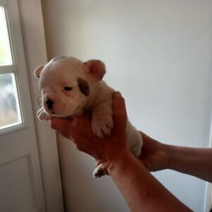 Très jolie bébé bouledogue français lof