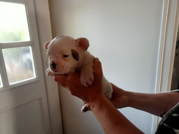 Très jolie bébé bouledogue français lof