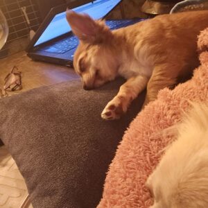 Très jolie chihuahua lof chiot