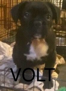 Type bouledogue francais dispo de suite