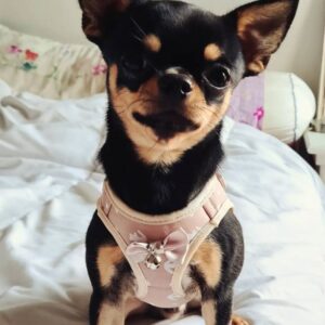 Ulysse, Magnifique Chihuahua Lof Pour Saillie - 69007 - unCompagnon.fr