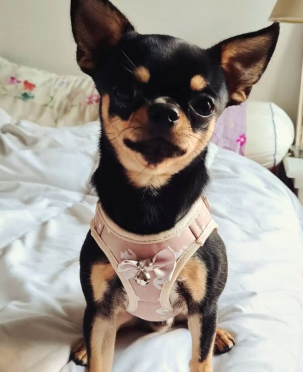 Ulysse, Magnifique Chihuahua Lof Pour Saillie - 69007 - unCompagnon.fr