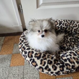 Vador, spitz nain de poméranie à vendre.