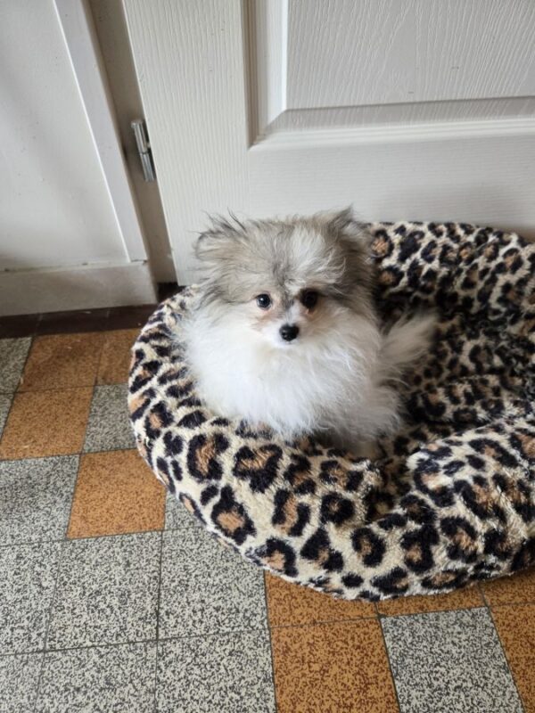Vador, spitz nain de poméranie à vendre.