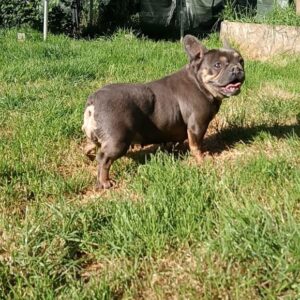 Vds bouledogue français femelle adulte blue and ta
