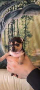 Vend superbes chihuahua pinscher