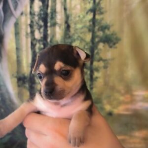 Vend superbes chihuahua pinscher