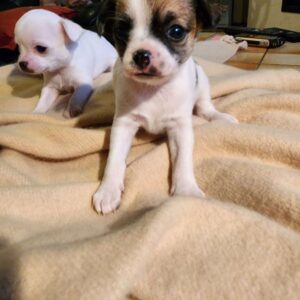 Vends superbes chiots chihuahua