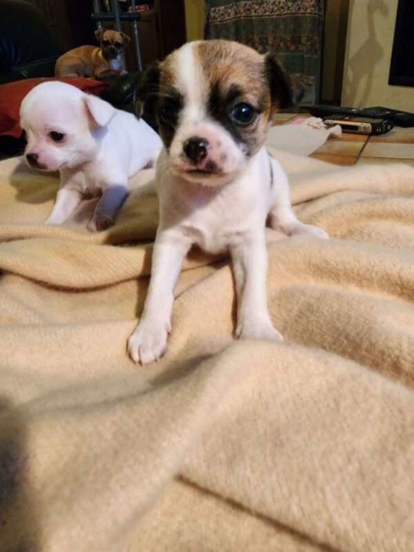 Vends superbes chiots chihuahua