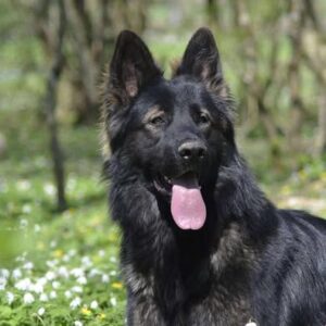Venum À L’adoption - 71000 - unCompagnon.fr
