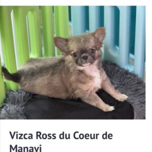 Vizca ross chihuahua poil long