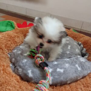 V'minnie, la boule de poils qui vous fera fondre !
