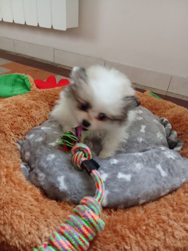 V'minnie, la boule de poils qui vous fera fondre !