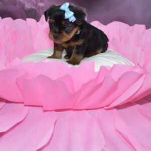 Yorkshire terrier inscrits au lof